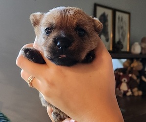 Norwich Terrier Puppy for sale in DELAWARE, OH, USA