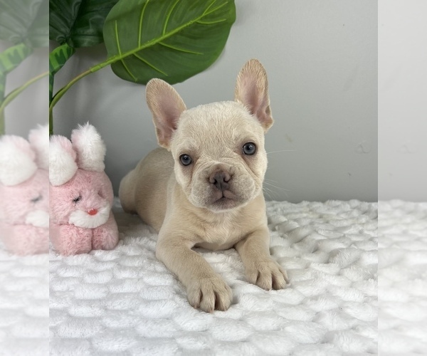 Medium Photo #1 French Bulldog Puppy For Sale in FRANKLIN, IN, USA