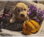 Puppy Light blue Golden Retriever