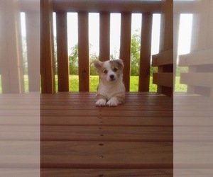 Pembroke Welsh Corgi Puppy for sale in HOLMESVILLE, OH, USA