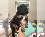 Small Photo #61 Aussiedoodle Puppy For Sale in LONGWOOD, FL, USA