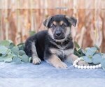 Puppy Gary German Shepherd Dog