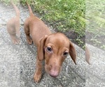 Puppy Carmella Dachshund