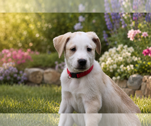 Mutt Dogs for adoption in Euless, TX, USA