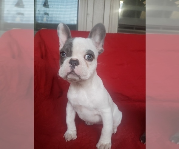 Medium Photo #5 French Bulldog Puppy For Sale in LITTLE ELM, TX, USA
