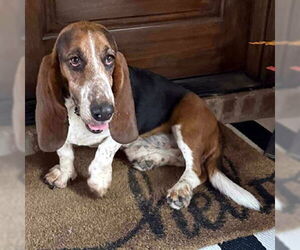 Basset Hound Dogs for adoption in Deepwater, NJ, USA