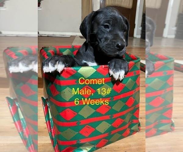 Medium Photo #8 Great Dane Puppy For Sale in WILLIS, TX, USA