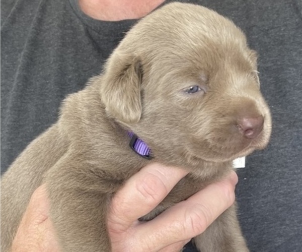 Medium Photo #1 Labrador Retriever Puppy For Sale in QUEEN CREEK, AZ, USA