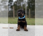 Small #1 Doberman Pinscher