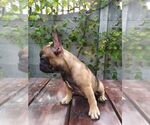 Small Photo #2 French Bulldog Puppy For Sale in HOLLYWOOD, CA, USA