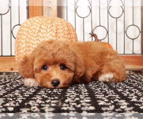 Medium Photo #4 Cavapoo Puppy For Sale in NAPLES, FL, USA