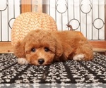 Small #3 Cavapoo
