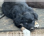 Small #10 Australian Shepherd