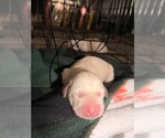 Small #3 Labrador Retriever