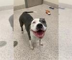 Small American Pit Bull Terrier