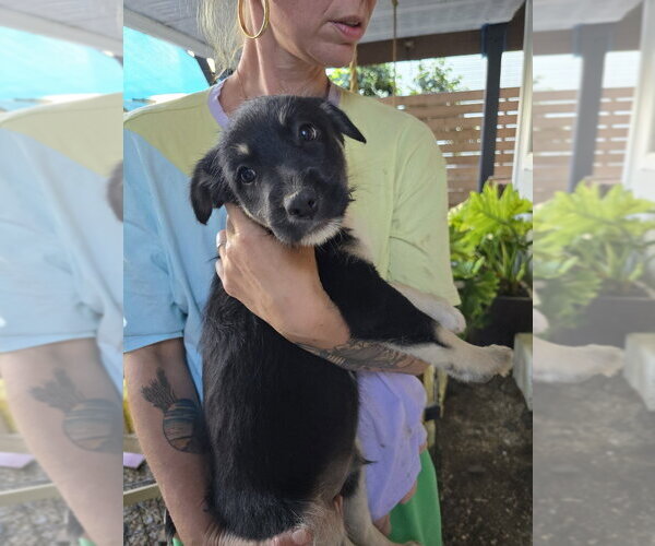 Medium Photo #7 Mutt Puppy For Sale in Pacifica, CA, USA