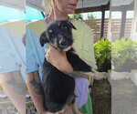 Small #6 Mutt