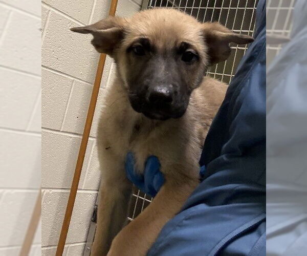 Medium Photo #13 German Shepherd Dog-Unknown Mix Puppy For Sale in Sebec, ME, USA