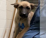 Small #12 German Shepherd Dog Mix