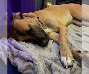 Montreal - Female Mutt Dog for Adoption - Photo #12