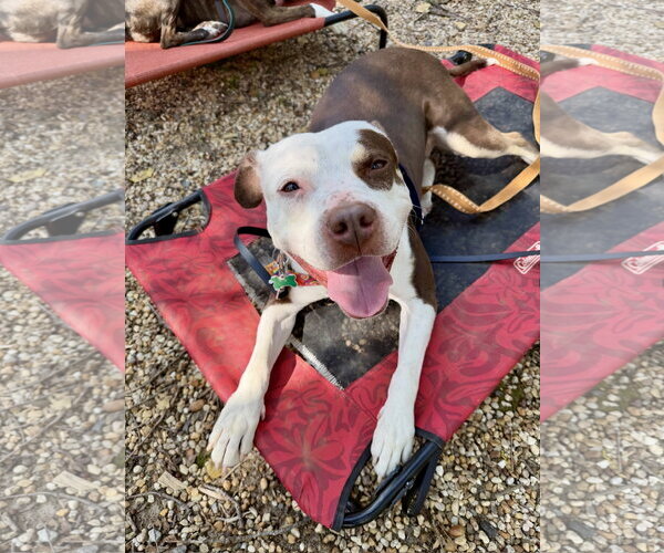 Medium Photo #17 American Pit Bull Terrier-Unknown Mix Puppy For Sale in Alexandria, VA, USA