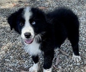 Australian Shepherd Puppy for Sale in ACTON, California USA