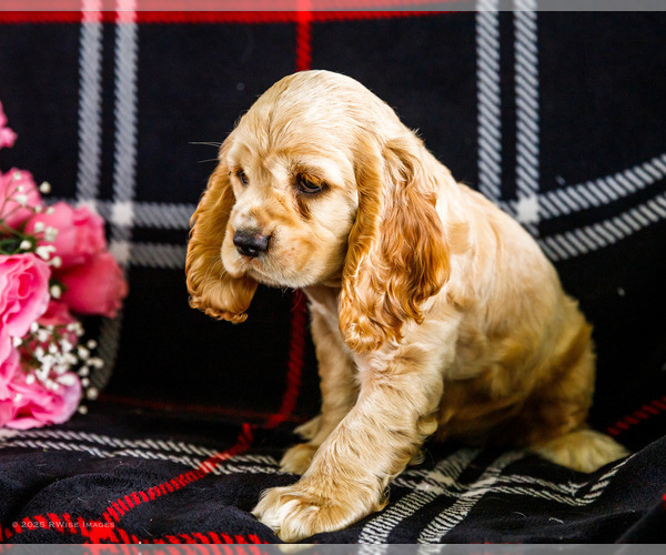 Medium Photo #2 Cocker Spaniel Puppy For Sale in WAKARUSA, IN, USA