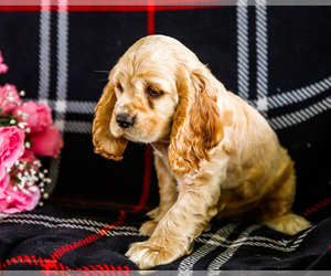 Medium Cocker Spaniel
