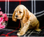 Puppy Judy Cocker Spaniel