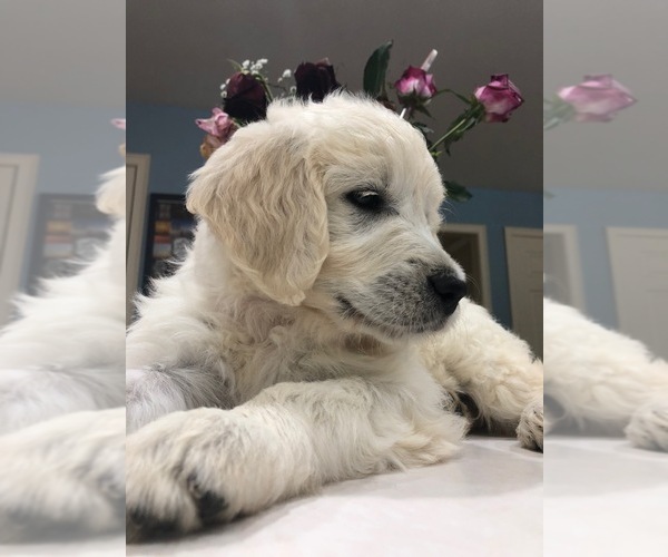 Medium Photo #21 Goldendoodle Puppy For Sale in SOUTHBURY, CT, USA