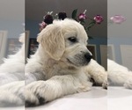 Small Photo #21 Goldendoodle Puppy For Sale in SOUTHBURY, CT, USA