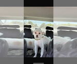 Small #1 Poodle (Miniature) Mix