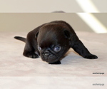 Small #7 Pug