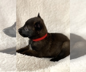 Belgian Malinois Puppy for Sale in PEACH BOTTOM, Pennsylvania USA