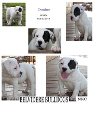 American Bulldog Puppy for sale in BELVIDERE, TN, USA