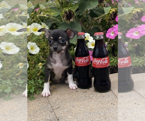 Medium Photo #3 Chihuahua Puppy For Sale in CANOGA, NY, USA