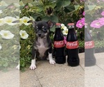 Small #2 Chihuahua