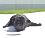Small #3 Pug