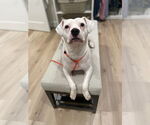 Small #1 American Pit Bull Terrier Mix