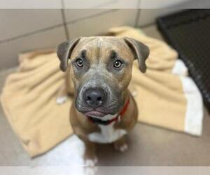 Medium American Pit Bull Terrier Mix
