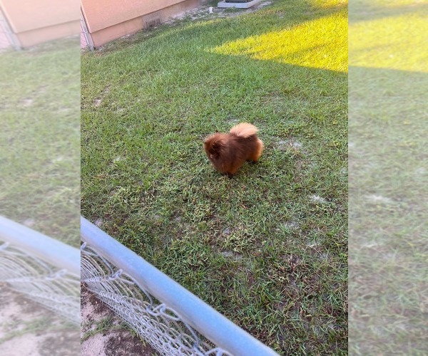 Medium Photo #2 Pomeranian Puppy For Sale in ORANGE CITY, FL, USA
