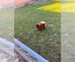 Small #1 Pomeranian