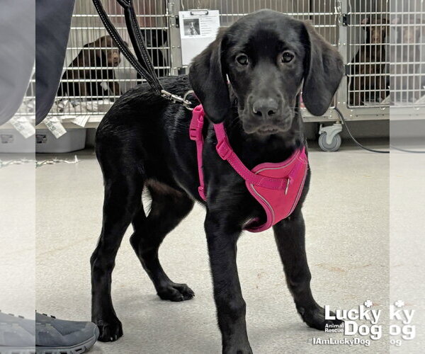 Medium Photo #1 Labrador Retriever-Unknown Mix Puppy For Sale in Washington, DC, USA