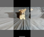 Small #7 Pembroke Welsh Corgi