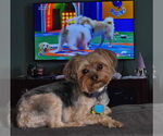 Small #1 Mutt