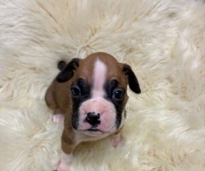 Boxer Puppy for Sale in ATHENS, Georgia USA