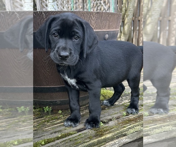 Medium Photo #33 German Shorthaired Lab Puppy For Sale in TACOMA, WA, USA