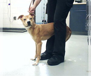 Labrador Retriever Dogs for adoption in Fayetteville, NC, USA