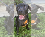 Small Photo #2 Mutt Puppy For Sale in Miami, FL, USA