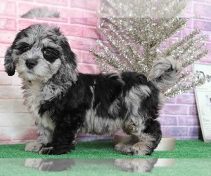 Bernedoodle Puppy for sale in BEL AIR, MD, USA